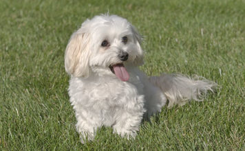 Maltese 606 0 Il Maltese
